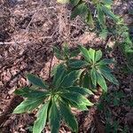 Illicium floridanum Blatt