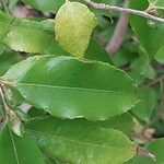 Camellia sinensis Leaf