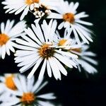 Symphyotrichum lanceolatumFloare