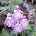 Galeopsis ladanum Fiore