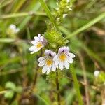 Euphrasia nemorosaVirág