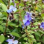 Rotheca myricoides फूल