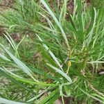 Salix rosmarinifolia Blatt