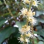 Croton urucurana Flor