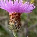 Centaurea jacea फूल