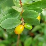 Wikstroemia indica Fruit