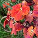 Erysimum × cheiriFlower