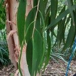 Melaleuca leucadendra Feuille