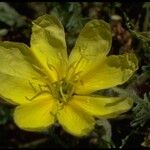 Oenothera primiveris Cvet