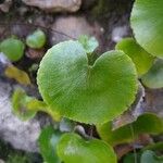 Adiantum reniforme Лист