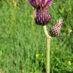 Cirsium rivulare Fula