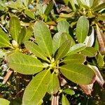 Rhododendron lapponicum পাতা