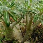 Pachypodium rosulatum অভ্যাস