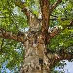 Betula papyriferaCostuma