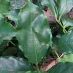 Coffea abbayesii Hostoa