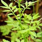 Cardamine impatiens Blodyn