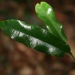 Ruizterania albiflora Folha