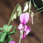 Lathyrus vestitus Flower