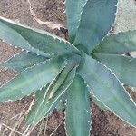 Agave stricta ഇല