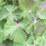 Aquilegia bertolonii Leaf