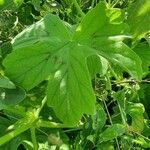 Pelargonium multibracteatum Leaf