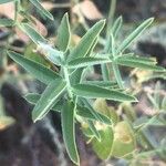 Euphorbia serrata Leaf