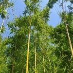 Bambusa vulgaris Deilen