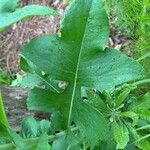 Lactuca floridana Hoja