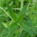 Pycnanthemum verticillatum Leaf