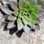 Draba jorullensis Blad