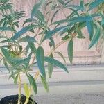 Aloysia citriodora Φύλλο