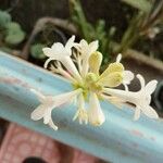 Polianthes tuberosa Цветок