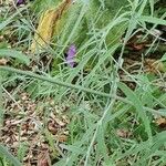 Agastache rupestris Leaf