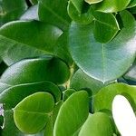 Carissa macrocarpa Folha