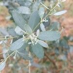 Eucalyptus gunnii Leht