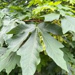 Acer macrophyllumഇല