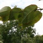 Acer carpinifolium Blad