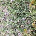 Astragalus asterias অভ্যাস