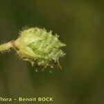 Medicago rigidula Mbuma