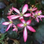 Saxifraga stolonifera Virág