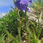 Campanula alpestrisപുഷ്പം