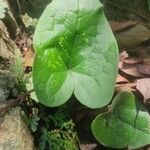 Asarum arifolium Leaf