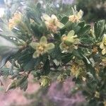 Purshia tridentata Flower