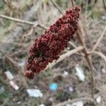 Rhus glabra Blüte