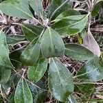 Pachystegia insignis Blatt