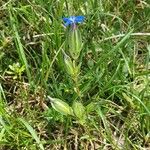 Gentiana utriculosa Листок