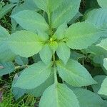 Bidens alba Leaf