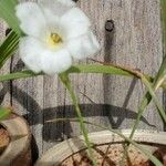 Eleutherine bulbosa 花