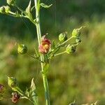 Scrophularia oblongifolia Blüte