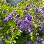 Duranta serratifolia Flor